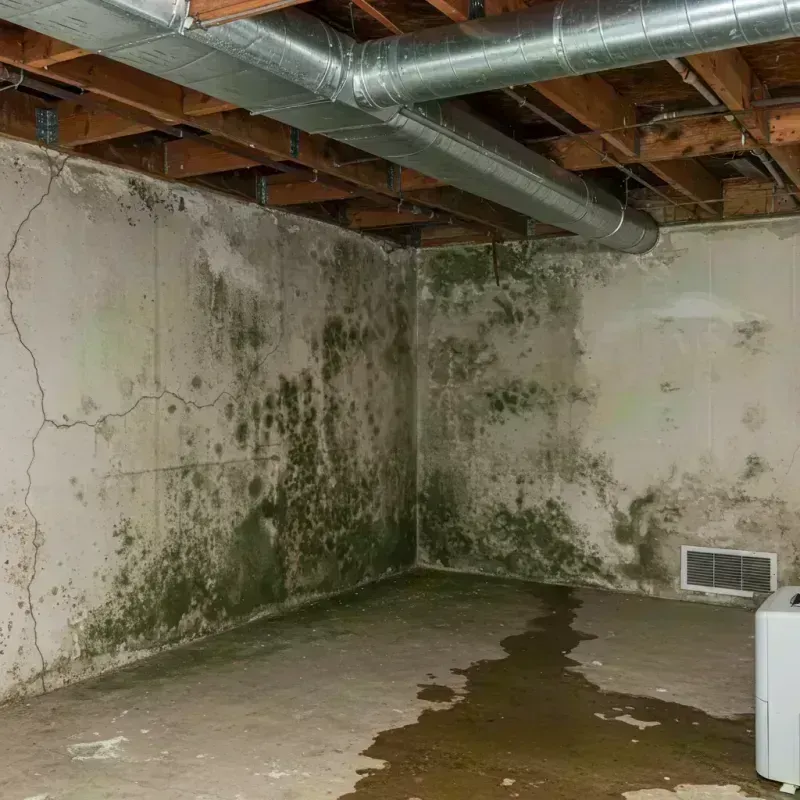 Professional Mold Removal in Bolton, MA